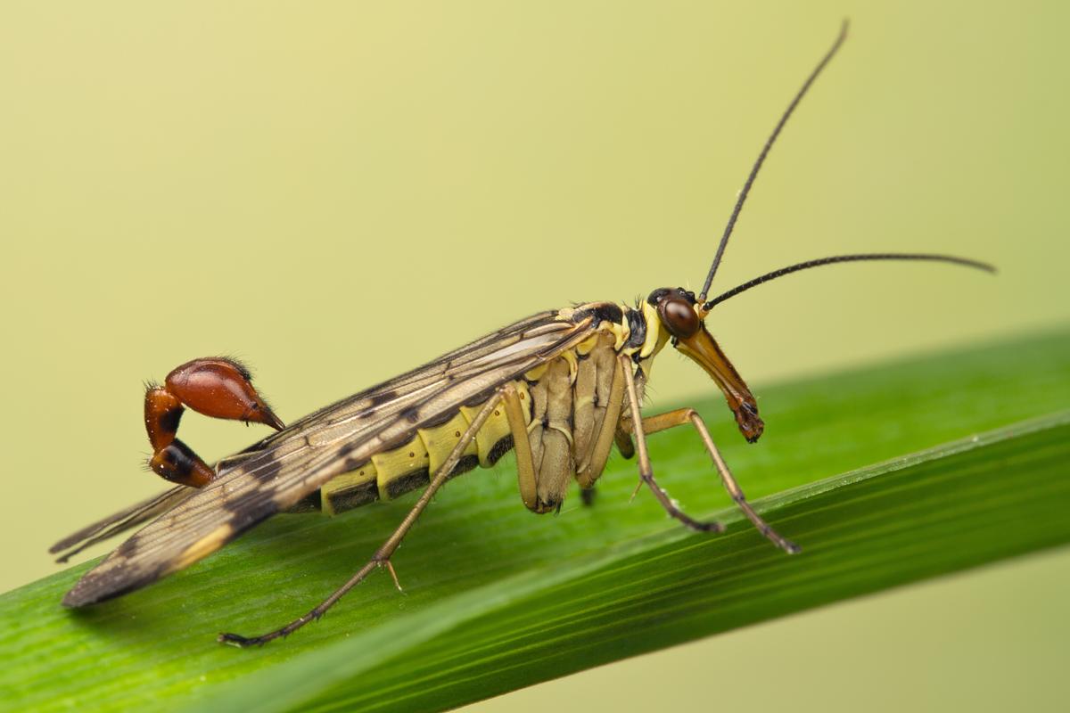 Scorpion Fly, male